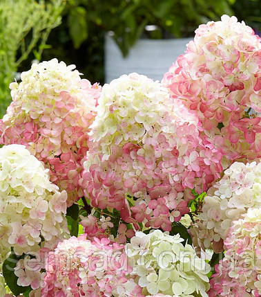 Гортензія волотиста Саммер Лав \ Hydrangea paniculata Summer love ( саджанці 4 роки С5л) Новинка, фото 1