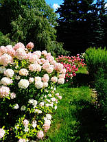 Гортензія волотиста Саммер Лав \ Hydrangea paniculata Summer love ( саджанці 4 роки С5л) Новинка, фото 3