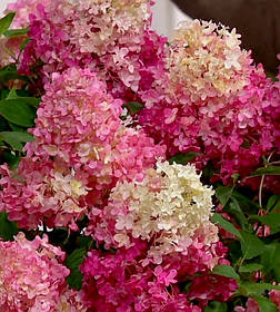 Гортензія волотиста Ваніла Страуберри \ Hydrangea paniculata Vanilla Strawberry ( саджанці 1 рік )