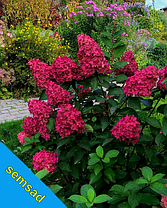 Гортензія волотиста Ливинг Страуберрі Блоссом \ Hydrangea Strawberry Blossom® (саджанці 4 роки) Новинка, фото 4