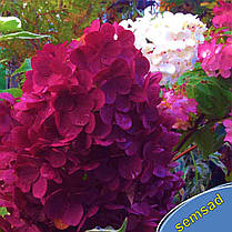 Гортензія волотиста Ливинг Страуберрі Блоссом \ Hydrangea Strawberry Blossom® (саджанці 4 роки) Новинка, фото 3