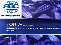 Насіння раннього гібрида ТОР СУМО стійкого до вовчка A-G+, Соняшник СУМО ТОР 7+. Преміум, фото 10