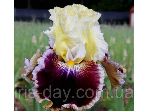 Ірис Battle of the Bands Батл Оф Зе Брендс (Sutton 2011) (сажники), фото 1