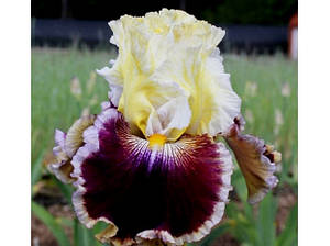 Ірис Battle of the Bands Батл Оф Зе Брендс (Sutton 2011) (сажники)