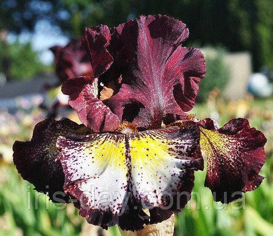 Ірис Vista Point Виста Поїнт (Keppel 2017) (сажінки), фото 1