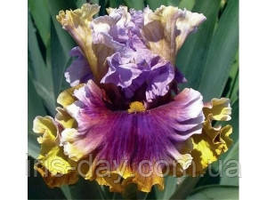 Ірис The Majestic Зе Маджестик (Mego 2017) (сажниці), фото 1