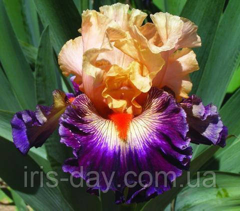 Ірис Tropical Mood Тропікал Муд (Mego 2017) (сажники), фото 1