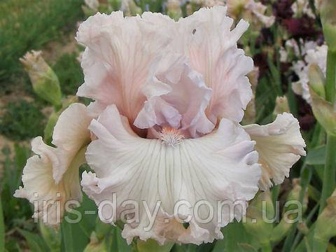 Ірис Rite of Passageone Оф Пасаж (Ghio 2007) (сажінки), фото 1