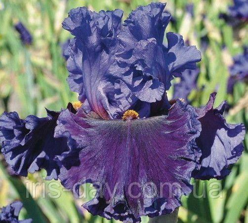 Ірис Boldly Go Болдлі Гоу (Blyth 2013) (сажники), фото 1