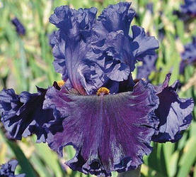 Ірис Boldly Go Болдлі Гоу (Blyth 2013) (сажники)