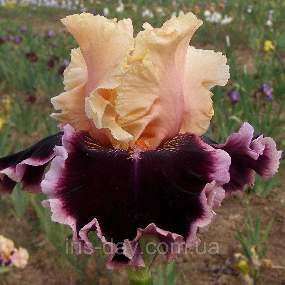 Ірис Dazzle Дезл (Ghio 2011) (сажінки), фото 1