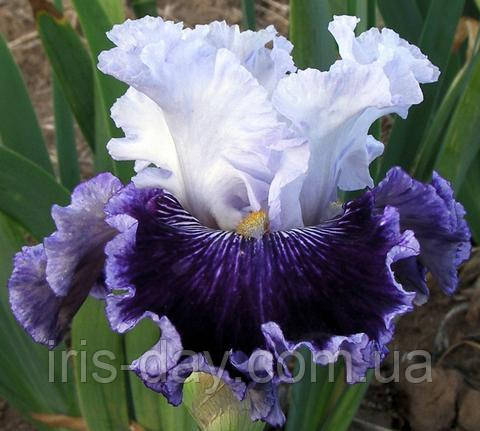 Ірис Polar Shift Полар Шифт ( Mego 2016) (сажінки), фото 1