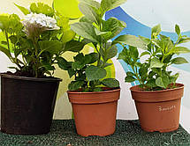 Гортензія крупнолисна Ховарія Хобержин \ Hydrangea macrophylla Hovaria Hobergine ( саджанці 3 роки ), фото 5