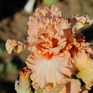 Ірис She (Blyth 2015) (саджанці), фото 1