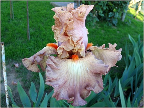 Ірис Zvodna Deva Зводна Діва (Mego 2017) (саджанці), фото 1