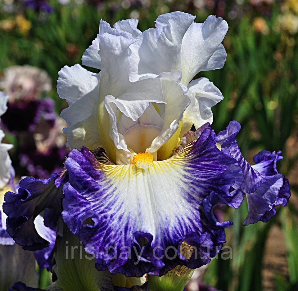 Ірис What a Feeling Ось е Філін (Johnson 2017) (сажінки), фото 1