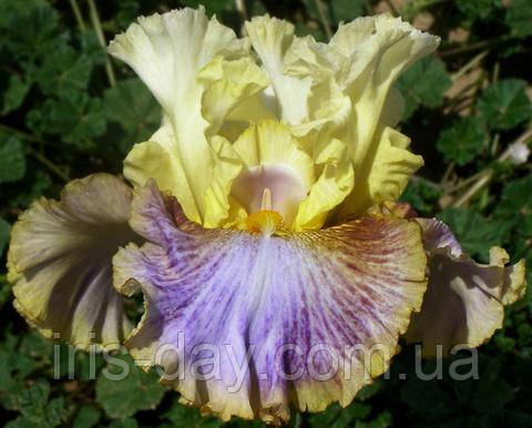 Ірис Pattern Play Патерн Плей (Sutton 2015) (сажниці), фото 1