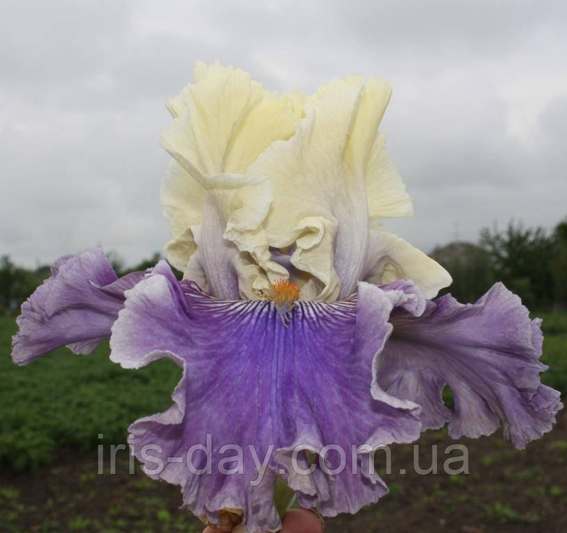 Ірис Loremaster Лоремайстер (Blyth 2013) (сажільники), фото 1