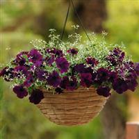 Насіння Петунія ампельна Ізі Вейв F1 Бургунді Велюр 50 драже Pan American