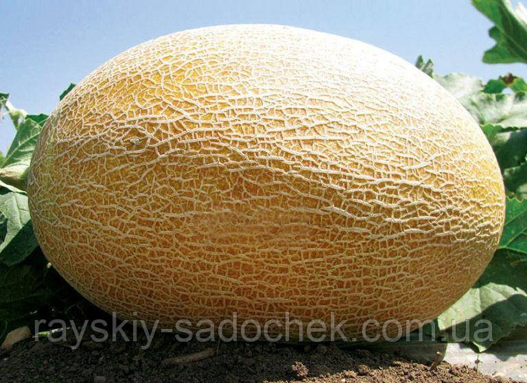 Насіння ранньої дині сорт Амаль 0,5 кг. Ранняя., фото 1
