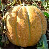 Семена ранней дыни сорт Эфиопка 0,5кг. Средне-ранняя MARVEL