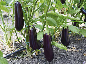 Насіння Баклажан Честер F1, 100 насіння Ergon Seed, фото 4