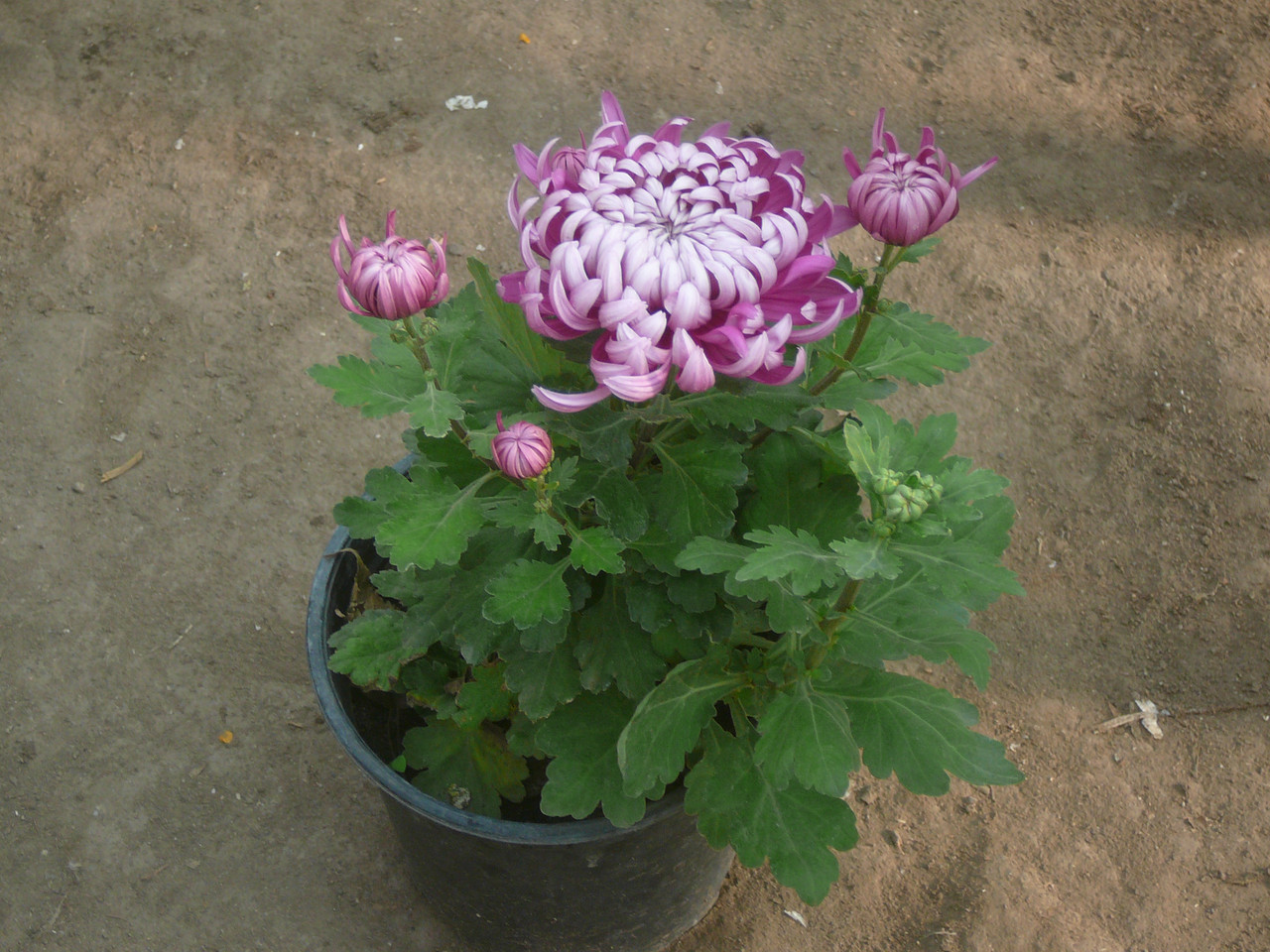 Човники хризантема Cosmo Purple (Космо Перпле) горщик 3 л, фото 1