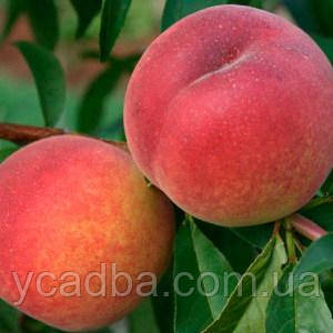 Дерево сад персик Ред Хевен + абрикос Ерлі Блаш + слива Амерс, фото 1