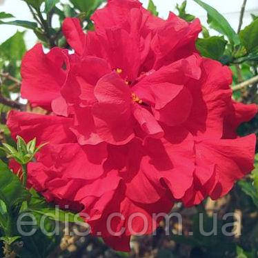 Живець Гібіскус китайський червоний махровий, свіжозріз 3-4 міжвузля