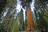 Секвойя насіння 0,2 гр. (прибл. 50 шт) (Sequoia sempervirens) вічнозелена каліфорнійська червона гігантське дерево для саджанців, фото 3