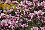 Магнолія Суланжа насіння (10 шт) (Magnolia soulangeana) рожева морозостійка + інструкції + подарунок, фото 5