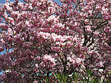 Магнолія Суланжа насіння (10 шт) (Magnolia soulangeana) рожева морозостійка + інструкції + подарунок, фото 6