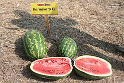 Кавун Карнак F1 1 000 шт