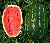 Кавун Карнак F1 1 000 шт, фото 2