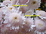 Хризантема віткова Медея, фото 4
