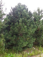 Сосна австрийская (черная) Pinus Austriaca Nigra h4м