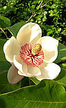 Магнолія оберненояйцевидна насіння (10 шт) (Magnolia obovata) біла морозостійка на саджанці, фото 6