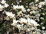 Магнолія оберненояйцевидна насіння (10 шт) (Magnolia obovata) біла морозостійка на саджанці, фото 4