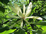 Магнолія трьохлепестна насіння (10 шт) (Magnolia tripetala) біла американська морозостійка для саджанців, фото 2