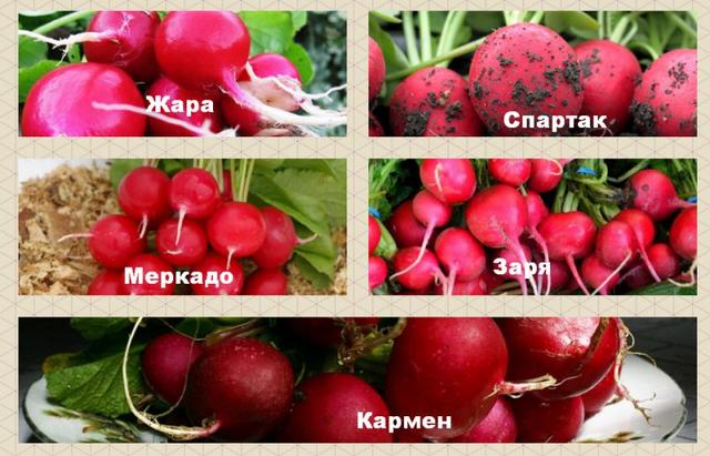 Сорти редиски