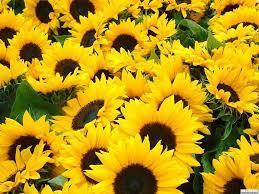 Насіння соняшнику ЯСОН