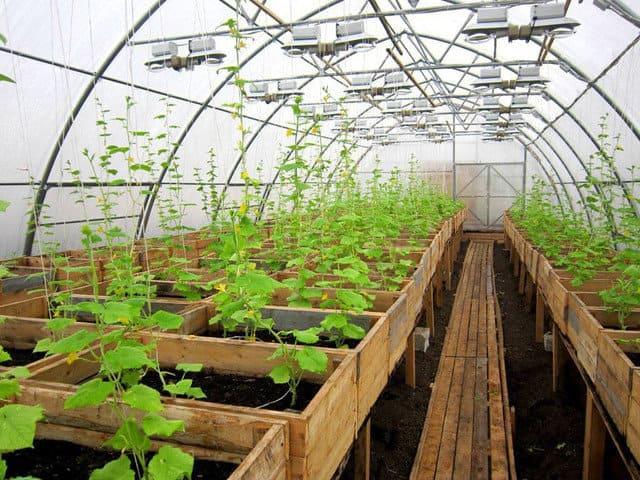 Использование теплицы в зимний период теплица
