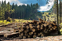 4 листопада 2019 року в Journal of Forest Economics було опубліковано дослідження про внесок збезлісення в зміну клімату.
