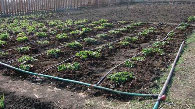 Крапельний полив ремонтантної полуниці Крапельний полив