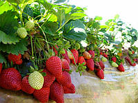 Правила городників: обираємо найкращі сорти ремонтантної полуниці