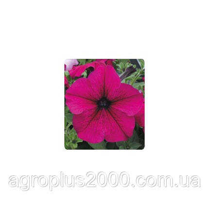 Насіння Петунія грандифлора Віртуоз F1 Рубінова Ruby 250 драже Kitano Seeds, фото 1