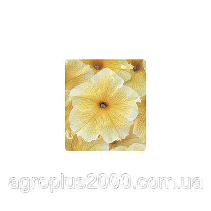 Насіння Петунія грандифлора Віртуоз F1 Саншайн Sunshine 250 драже Kitano Seeds, фото 1