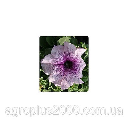 Насіння Петунія грандифлора Віртуоз F1 Блекберрі Blackberry 250 драже Kitano Seeds, фото 1