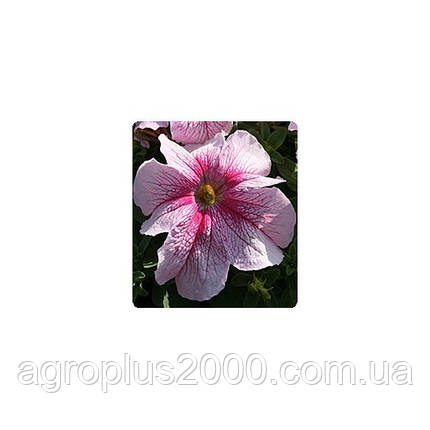 Насіння Петунія грандифлора Віртуоз F1 Малинове Raspberry 250 драже Kitano Seeds, фото 1