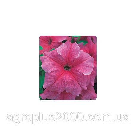 Насіння Петунія грандифлора Віртуоз F1 Лососева Salmon 250 драже Kitano Seeds